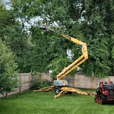 Professional Tree Care in Swainsboro, GA