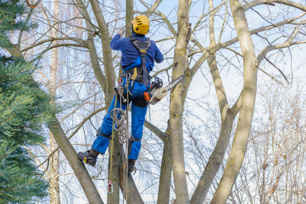 Best Tree Risk Assessment  in Swainsboro, GA