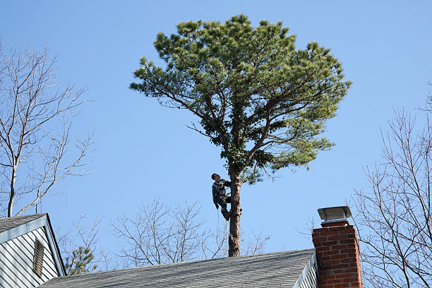 Best Firewood Processing and Delivery  in Swainsboro, GA