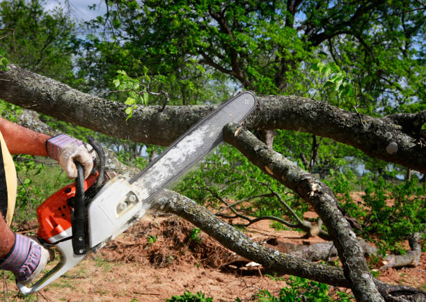 How Our Tree Care Process Works  in  Swainsboro, GA